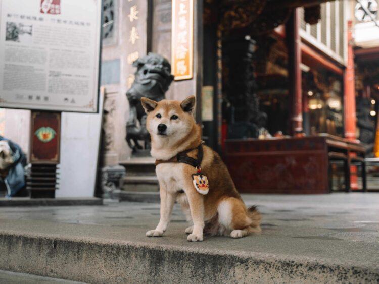 圖說：倍力寵物健康食品攜手新竹都城隍廟，首度推出虎爺加持的「毛孩平安符」，以Q版老虎頭為造型，萌度破表。（資料來源：倍力寵物健康食品）