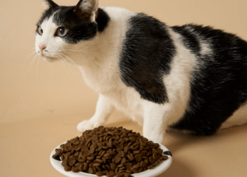 圖說：寵物食品多元通路戰開打！線上線下融合的「無縫接軌」消費體驗，成為趨勢關鍵。（資料來源：倍力寵物健康食品）