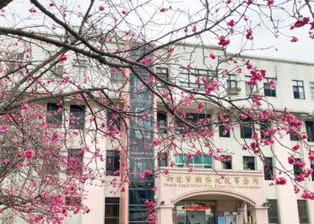 本所櫻花(新聞連播網)