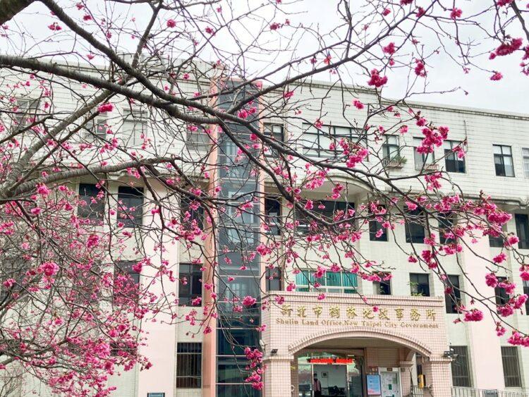 本所櫻花(新聞連播網)