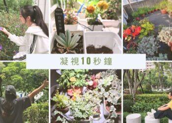 10秒鐘凝視身邊的綠植