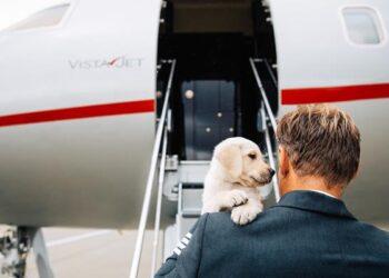 202505-en-vistajet-summerpet-hero (1)