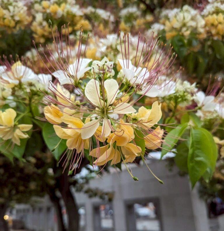花影輕搖