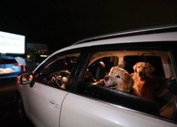 寵物家庭享折扣