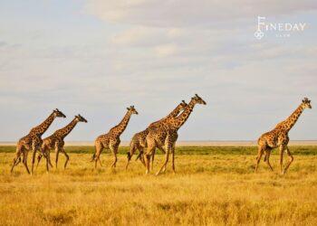 FineDayClub私人訂製旅遊非洲動物大遷徙