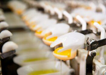 圖說：勤億蛋品科技嘉義總廠擴充產線，7月完工試運轉，導入最新的丹麥智能打蛋機等設備，全面智慧升級，整體產能躍升150%。（資料來源：勤億蛋品科技）