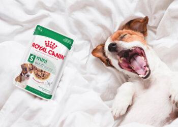 圖說03：小型成犬主食濕糧搶先體驗　不僅營養、補水又好吃。