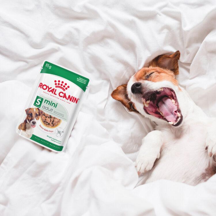 圖說03:小型成犬主食濕糧搶先體驗 不僅營養、補水又好吃。