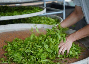 紅烏龍茶以烏龍茶底結合紅茶發酵、烘焙技術，使茶湯果香濃郁、回甘蜜甜（圖／碧_