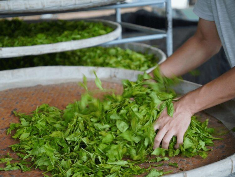 紅烏龍茶以烏龍茶底結合紅茶發酵、烘焙技術，使茶湯果香濃郁、回甘蜜甜（圖／碧_