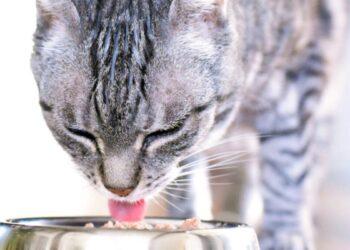 圖說01：法國皇家多年來專注「精準營養」，針對不同年齡、體型與健康狀態推出完整產品線，熟齡寵物皆能獲得相應營養。