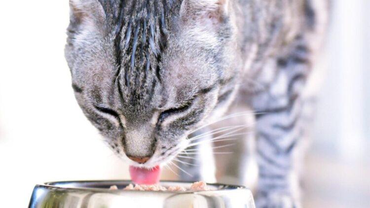 圖說01:法國皇家多年來專注「精準營養」,針對不同年齡、體型與健康狀態推出完整產品線,熟齡寵物皆能獲得相應營養。