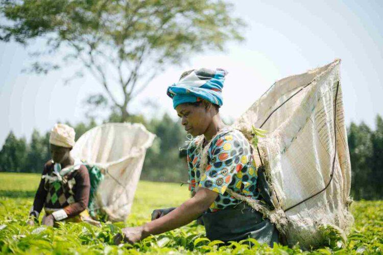 畢嘉士中秋公益禮盒銷售不到預期兩成,公益資源陷困境