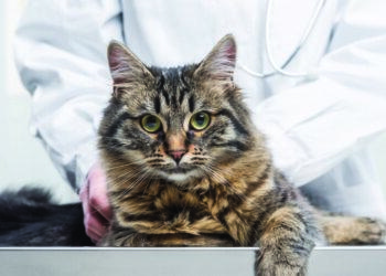 圖說01：台灣超過四分之一貓犬進入熟齡，定期健檢成為守護寵物健康、延長陪伴的關鍵。