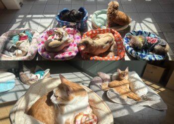 「糧心助浪」公益捐糧活動　精準營養守護熟老齡寵物健康