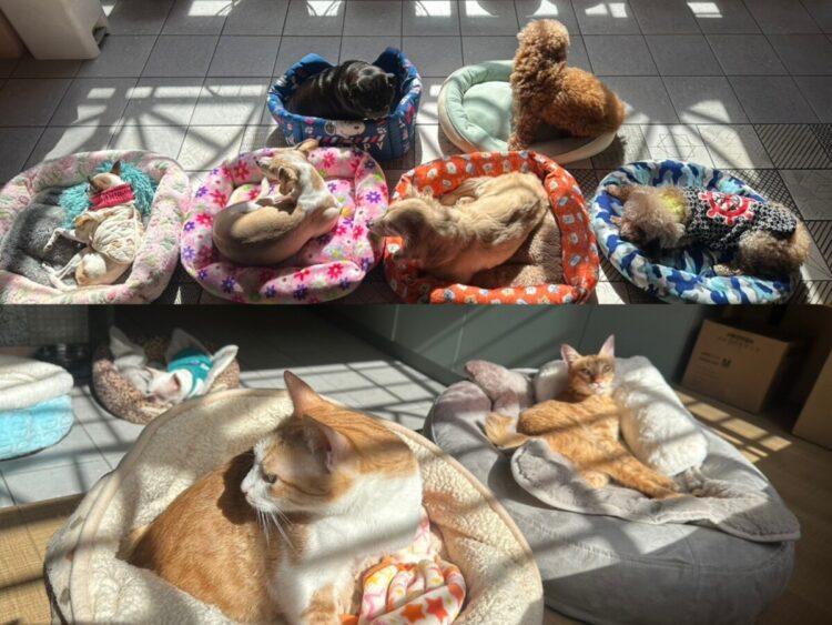 「糧心助浪」公益捐糧活動　精準營養守護熟老齡寵物健康