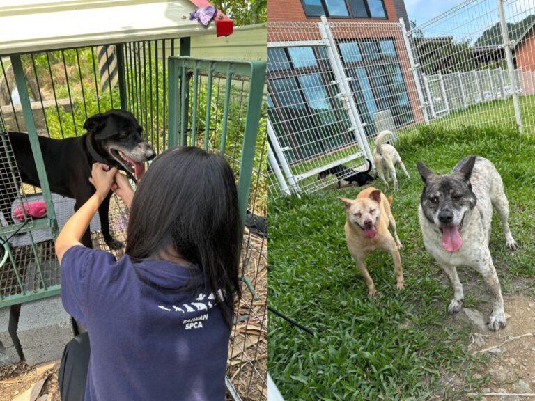 「糧心助浪」公益捐糧活動　精準營養守護熟老齡寵物健康