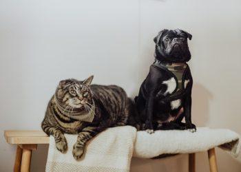 貓狗常見疾病