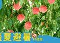 武陵富野渡假村202606盛夏避暑好禮贈訂房優惠專案